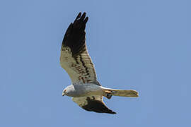 Montagu's Harrier