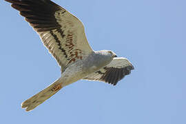 Montagu's Harrier