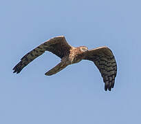 Montagu's Harrier