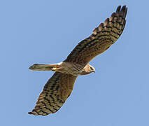 Montagu's Harrier