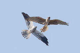Montagu's Harrier