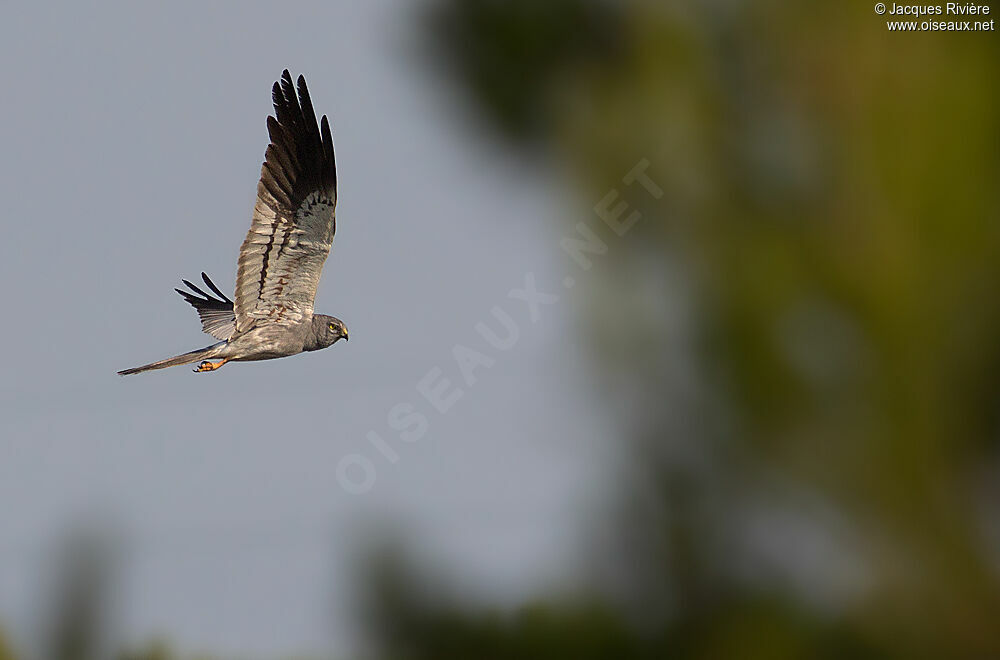 Montagu's Harrier male adult breeding