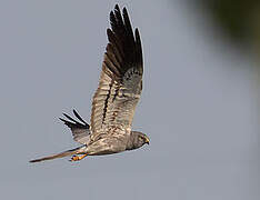 Montagu's Harrier