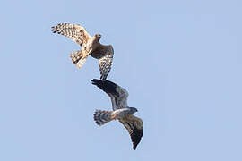 Montagu's Harrier