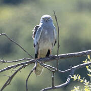 Montagu's Harrier