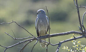 Montagu's Harrier
