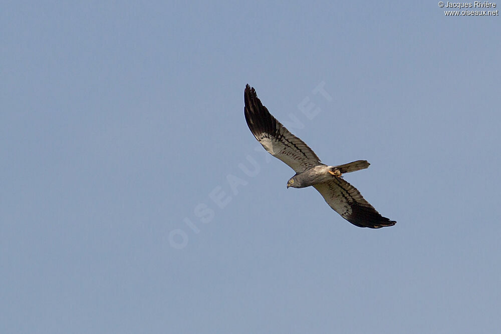 Montagu's Harrier male adult breeding, Flight