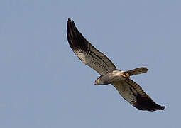 Montagu's Harrier