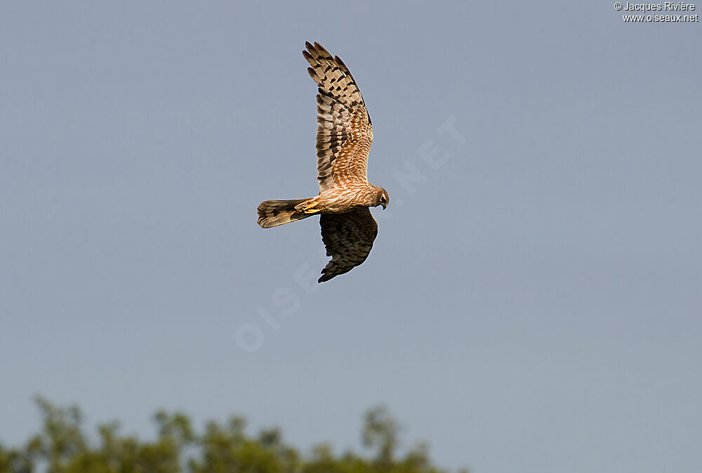 Montagu's Harrier female adult breeding, Flight