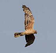 Montagu's Harrier