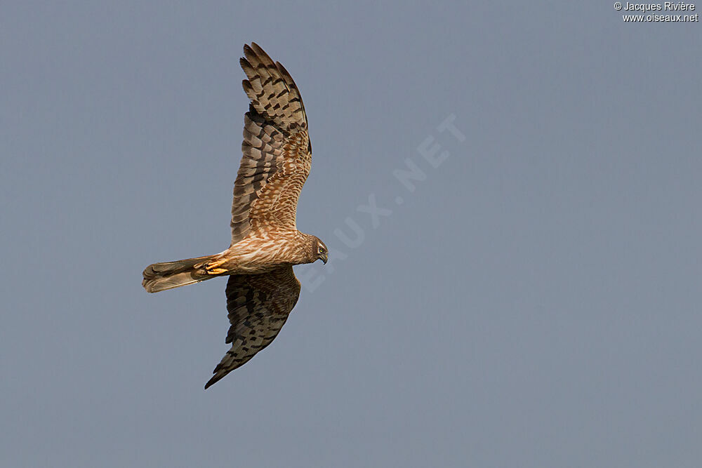 Montagu's Harrier female adult breeding, Flight