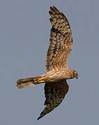 Montagu's Harrier