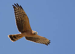 Montagu's Harrier