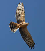 Montagu's Harrier