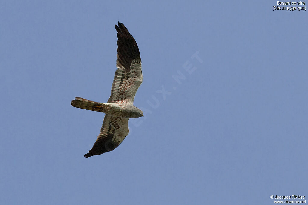 Montagu's Harrier male adult, Flight