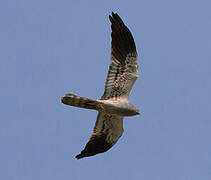 Montagu's Harrier