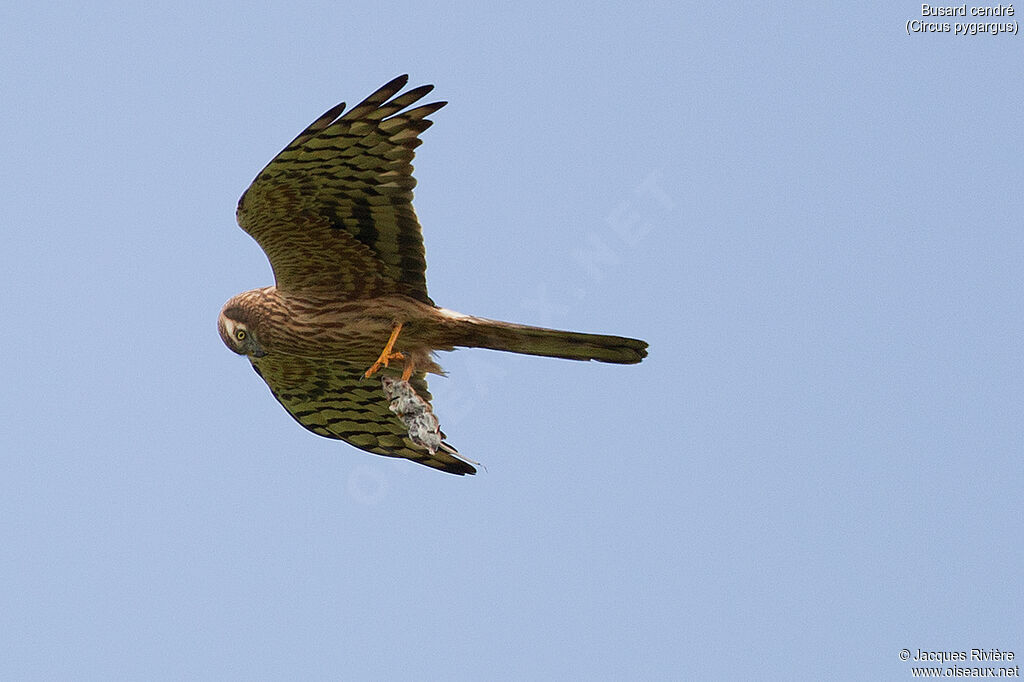 Montagu's Harrier female adult breeding, identification, Flight, Reproduction-nesting