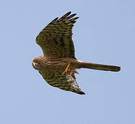 Montagu's Harrier