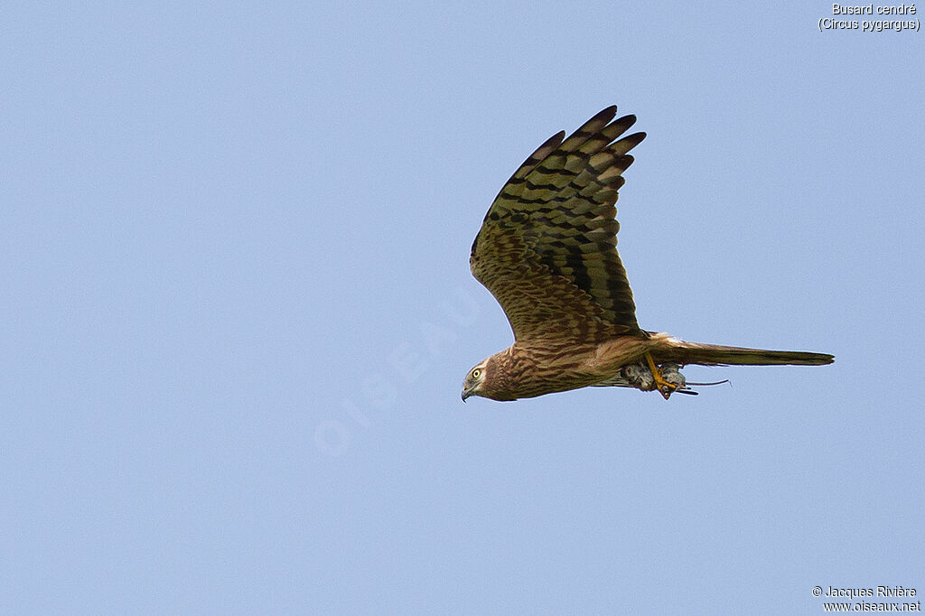 Montagu's Harrier female adult breeding, Flight