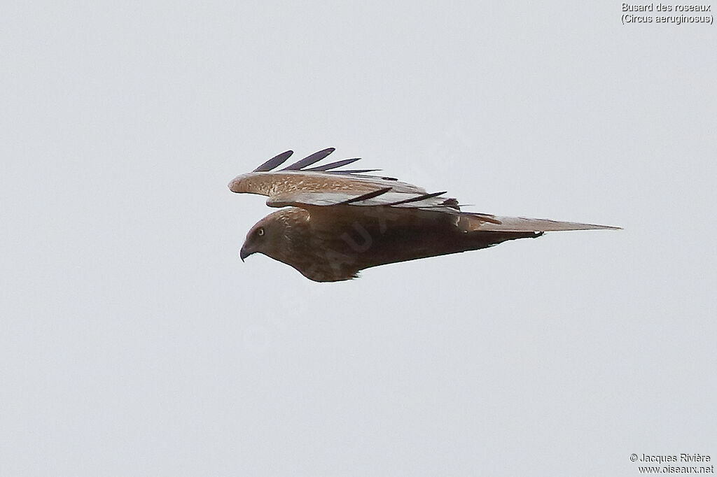 Western Marsh Harrier male adult, Flight