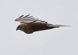 Western Marsh Harrier