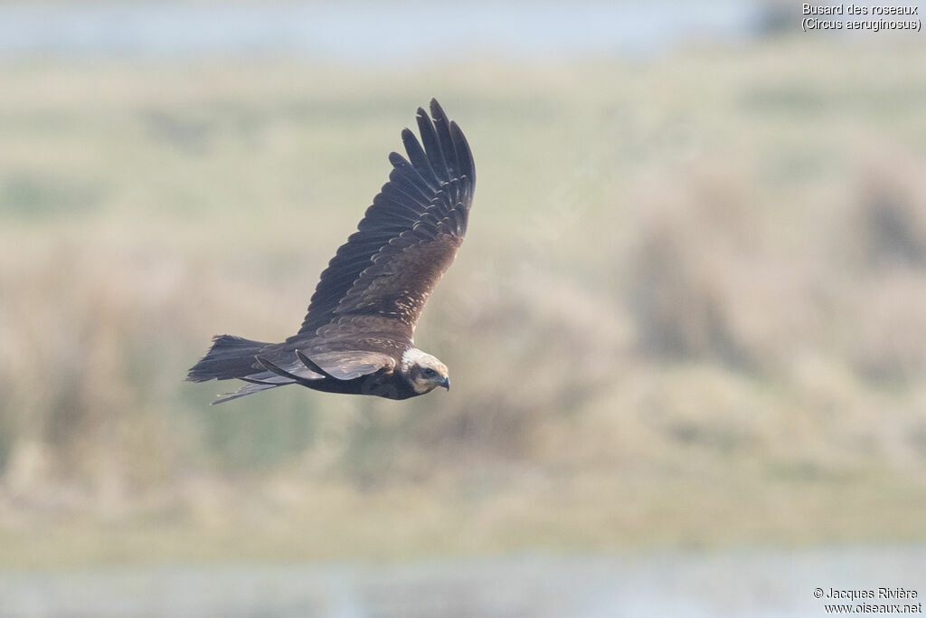 Western Marsh Harrier female adult, Flight