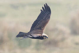 Western Marsh Harrier