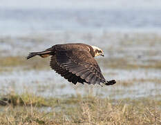 Western Marsh Harrier