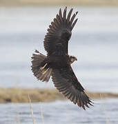 Western Marsh Harrier