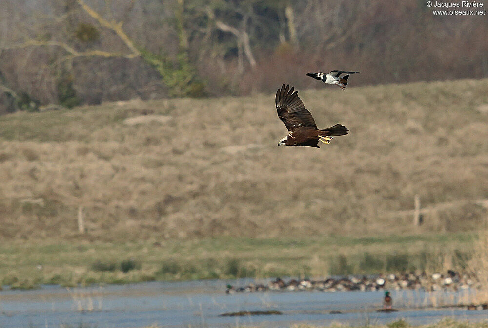 Western Marsh Harrier female adult post breeding, Flight