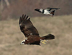 Western Marsh Harrier