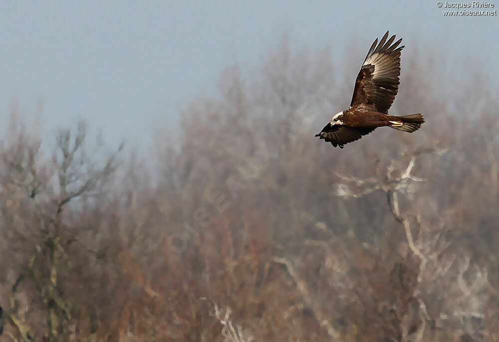 Western Marsh Harrier female adult post breeding, Flight