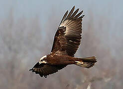 Western Marsh Harrier