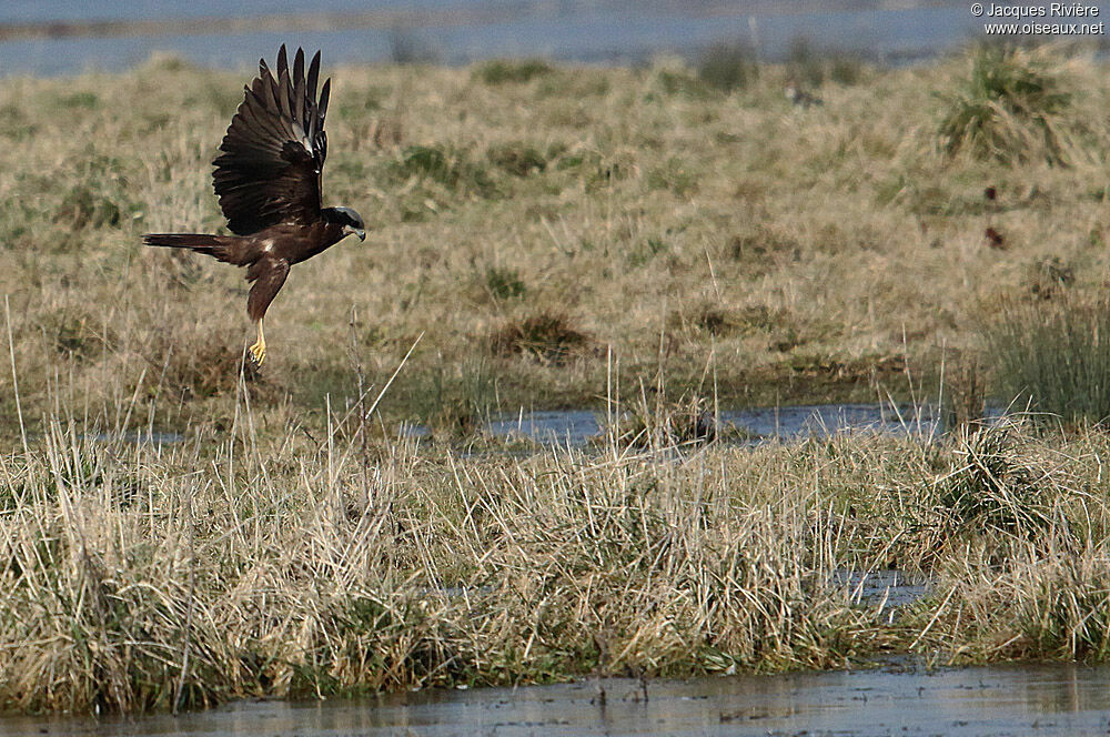 Western Marsh Harrier female adult post breeding, Flight