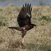 Western Marsh Harrier