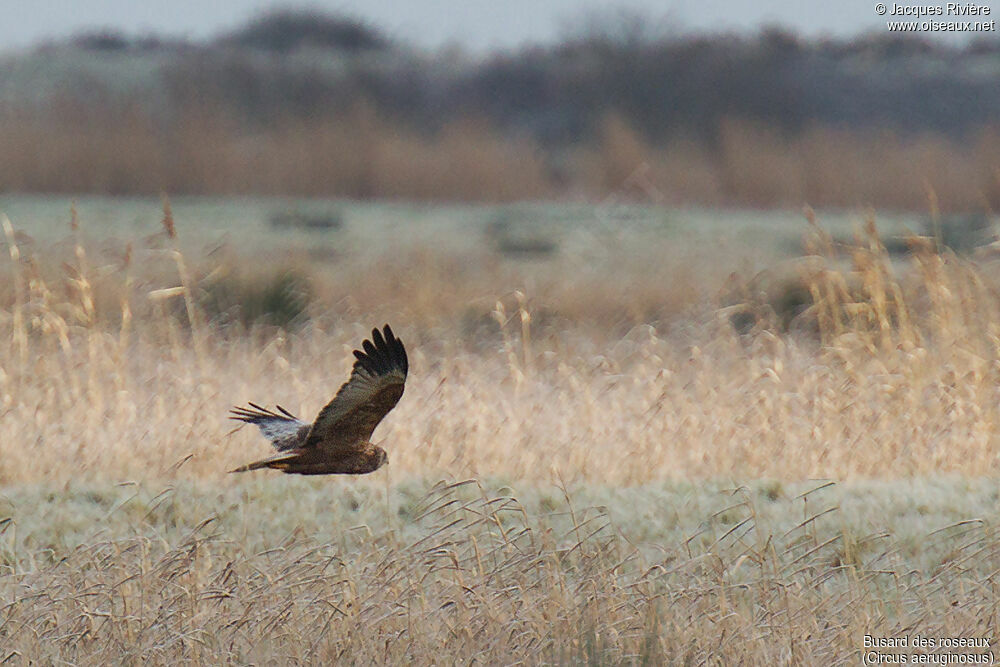 Western Marsh Harrier male adult, Flight