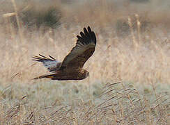 Western Marsh Harrier