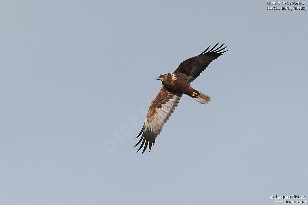 Western Marsh Harrier female adult, Flight