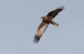 Western Marsh Harrier