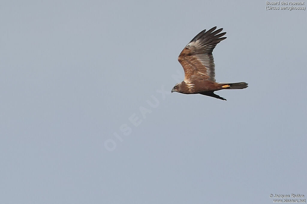 Western Marsh Harrier female adult