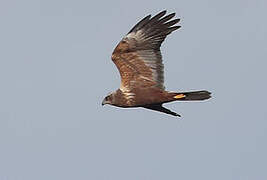 Western Marsh Harrier