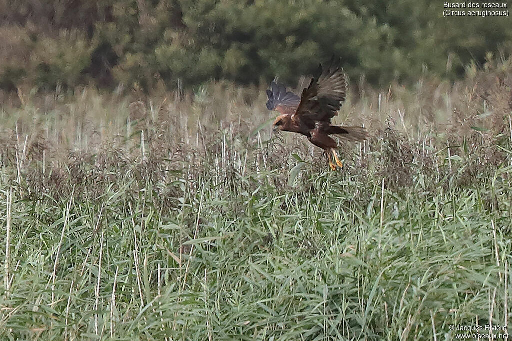 Western Marsh Harrier female adult