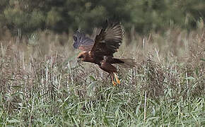 Western Marsh Harrier