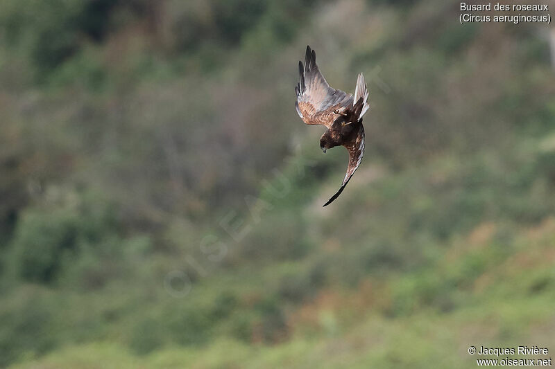 Western Marsh Harrier female adult post breeding, Flight