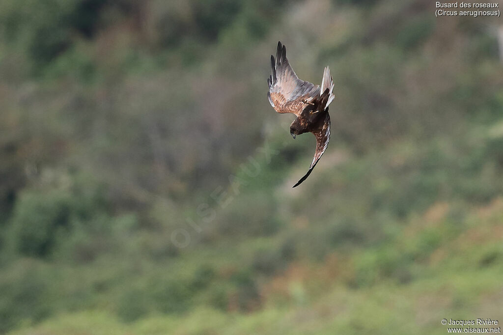 Western Marsh Harrier female adult post breeding, Flight