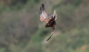 Western Marsh Harrier