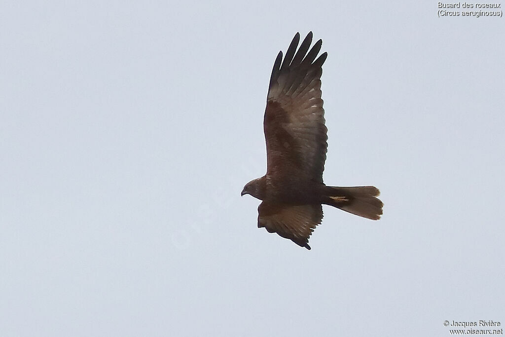 Western Marsh Harrier male adult, Flight