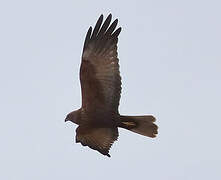 Western Marsh Harrier