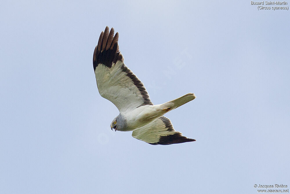 Hen Harrier male adult breeding, Flight