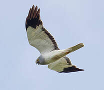 Hen Harrier